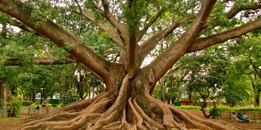 The old white silk cotton tree at Lalbagh Botanical Garden.