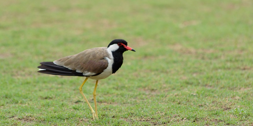 Leisure Valley Park is one of the best places to visit in Gurgaon with family and has charming gardens