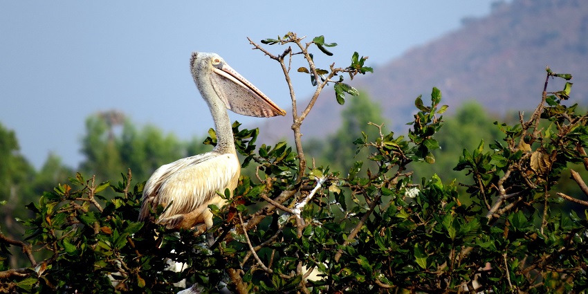 Image of the beautiful migratory bird in the Leisure Valley Park a must visit place in Manesar