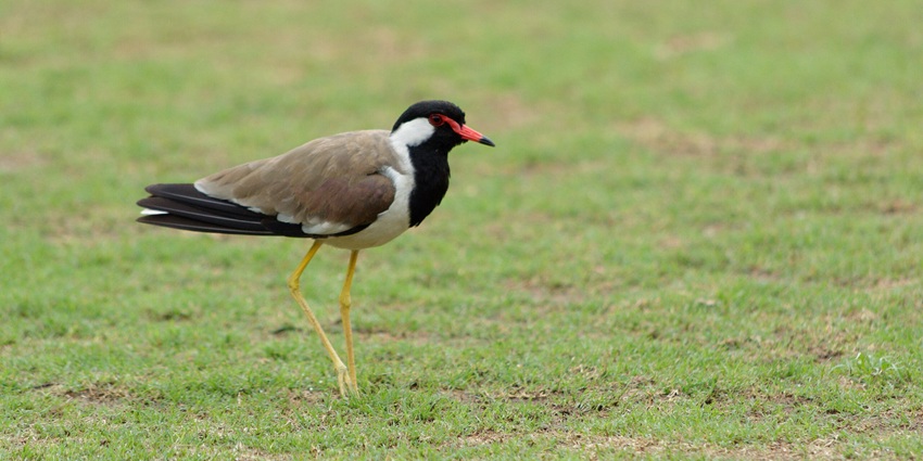 A picture of a lush green park in Mohali, with a bird seen resting on the grass