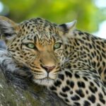 A breathtaking view of a leopard resting on a brown tree trunk during the daytime.