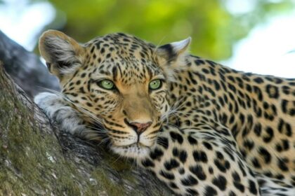 A breathtaking view of a leopard resting on a brown tree trunk during the daytime.