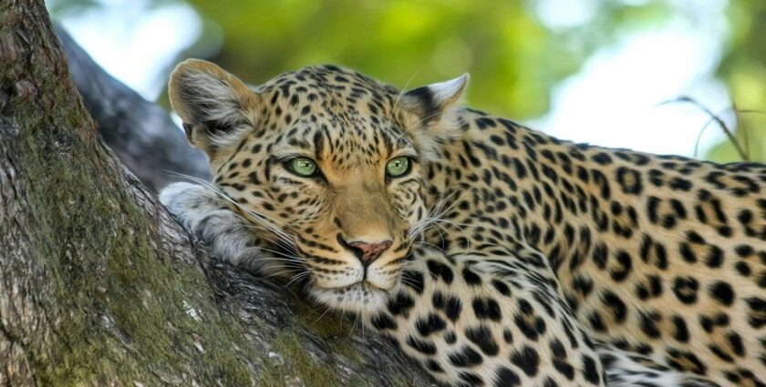 A breathtaking view of a leopard resting on a brown tree trunk during the daytime.