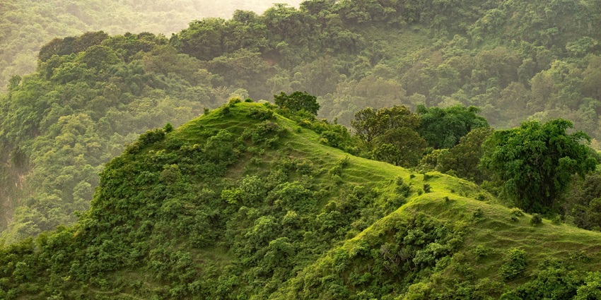 An image showing grassy terrain in Leopard Hills, one of the top tourist destinations near Jawai National Park.