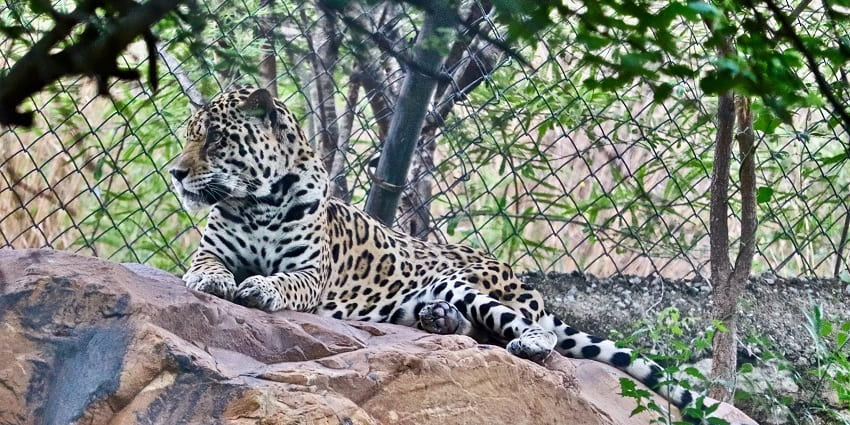 A leopard resting in its enclosure at the zoo, showcasing its distinctive spotted coat.