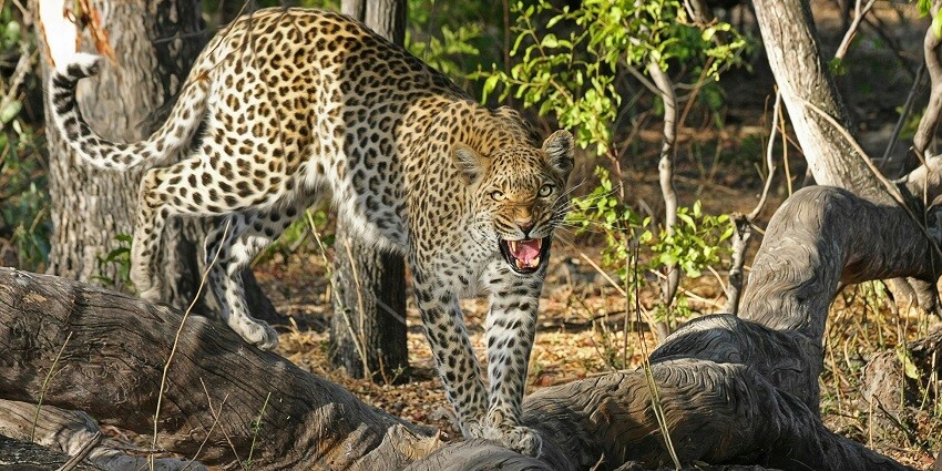 Snapshot of the beautiful leopard in the national park of Northeast India