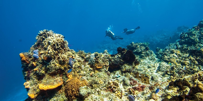 An enchanting view of two snorkellers under water with large stunning coral reefs.
