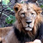 A lion sitting on the sprawling grounds surrounded by verdant vegetation in Gujarat.