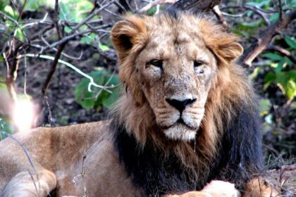 A lion sitting on the sprawling grounds surrounded by verdant vegetation in Gujarat.