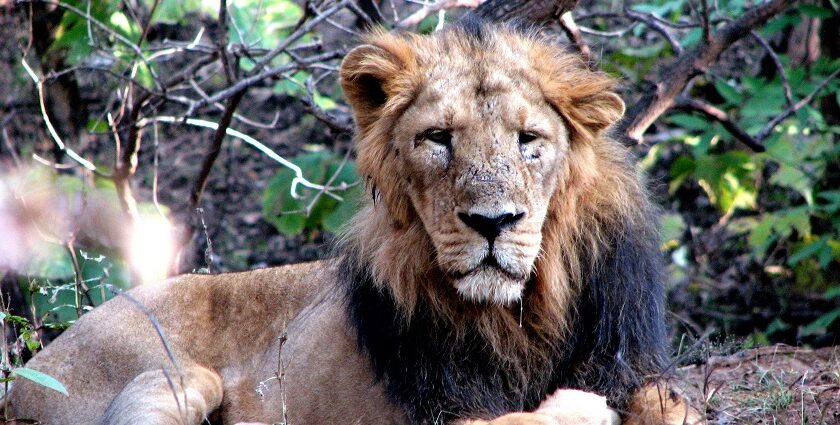 A lion sitting on the sprawling grounds surrounded by verdant vegetation in Gujarat.