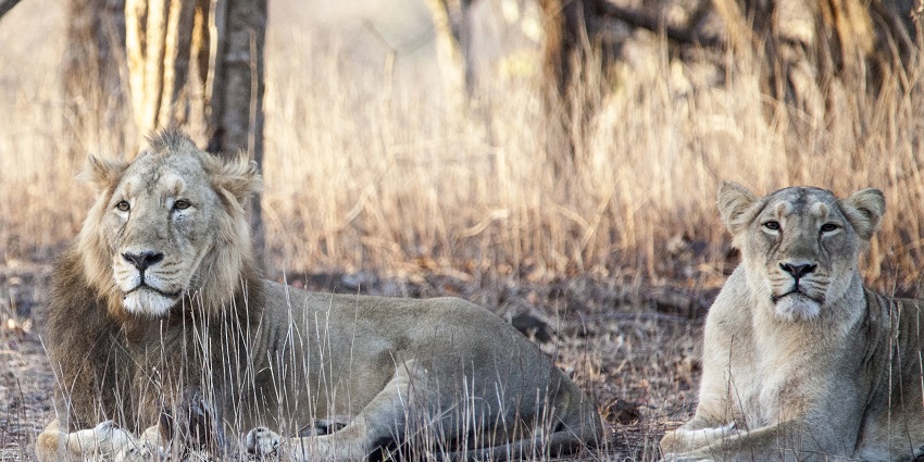A view of Lions which can be seen during Night safari in Gir National Park.