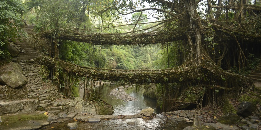 Enjoy exciting trekking in Shillong at the unique Living Root Bridge in Meghalaya.