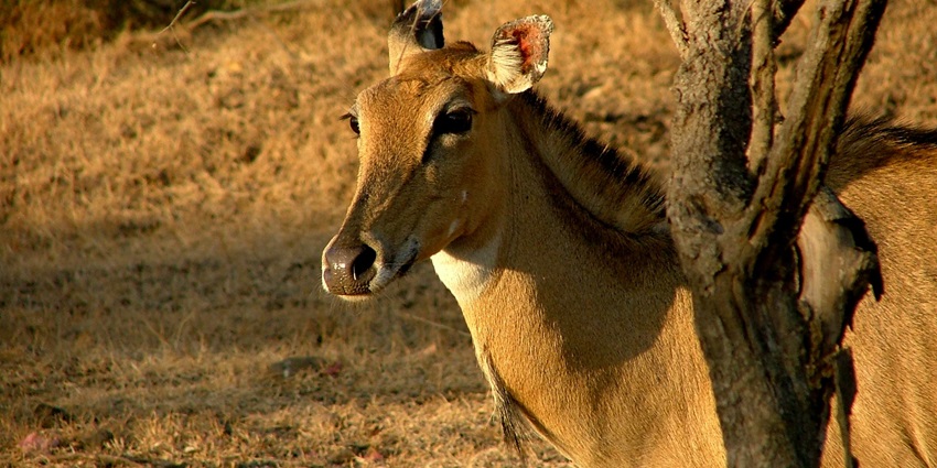 An image of the beautiful Nilgau in the wildlife convention park in Gujarat