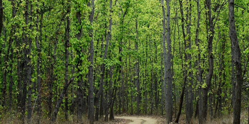 Lush forests inside of Achanakmar Wildlife Sanctuary in Bilaspur district, Chhattisgarh.