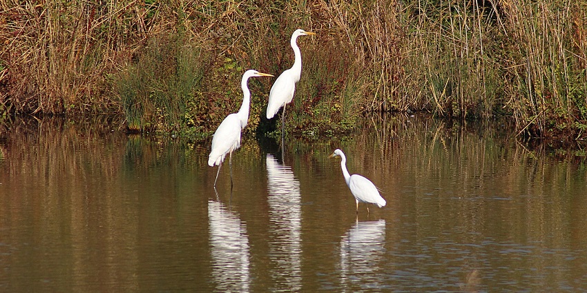Birds walking out lakeside in the Barnawapara Wildlife Sanctuary