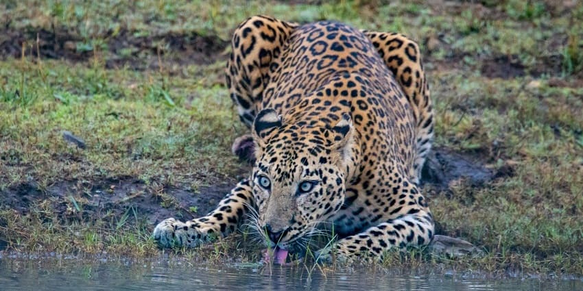 A serene picture of Bhoramdev Wildlife Sanctuary, showcasing a leopard drinking water.