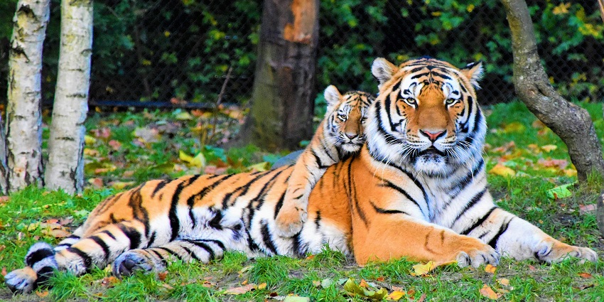 The Dalma Wildlife Sanctuary address is easy to locate from other nearby major cities.