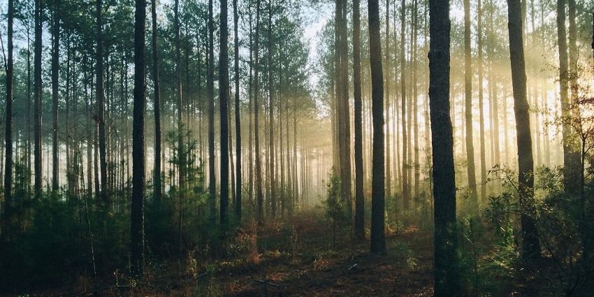 A view of Chandaka Forest justifying the serene location of Nandankanan National Park.