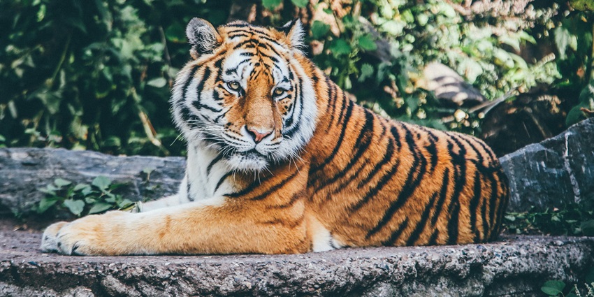 Witness a great population of tigers in their habitat at Sharavathi Wildlife Sanctuary.