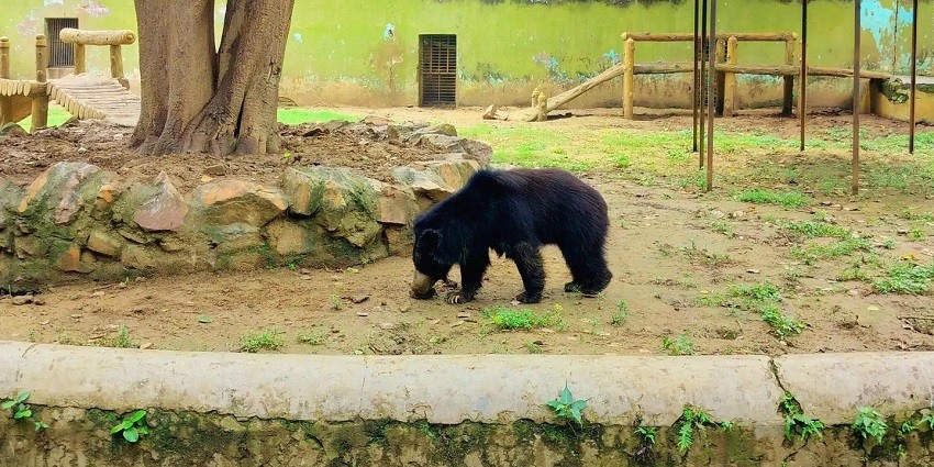 A sloth bear roaming around at Patna Zoo is a sight to behold when visiting here