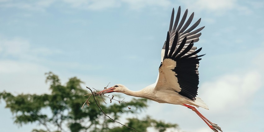 A bird flying in the dense forests of the zoo in Bhubaneswar, Odisha