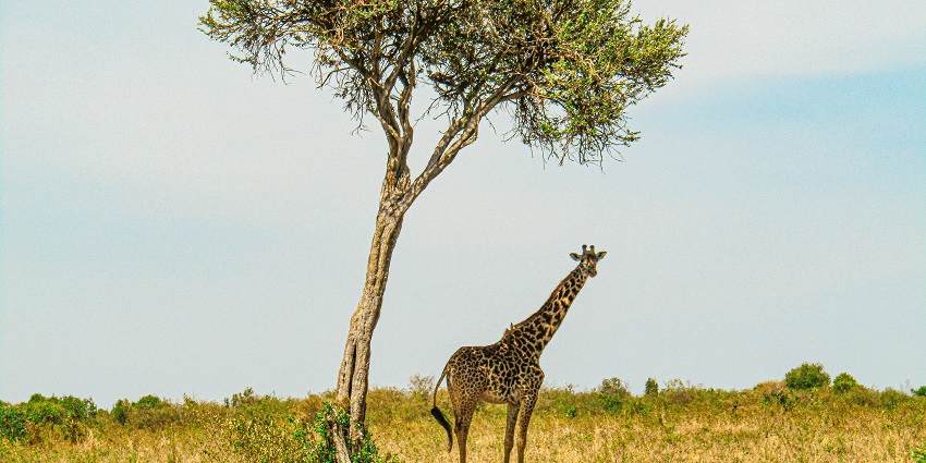 The Chincholi Wildlife Sanctuary location is easily accessible from nearby regions.