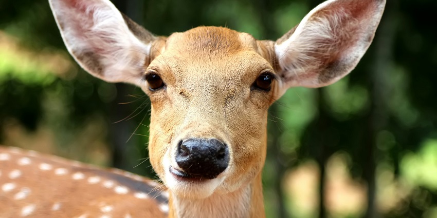 A stunning view of deer in a forest with lush greenery in the backdrop during the daytime.