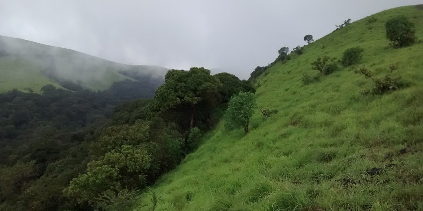 The Mookambika Wildlife Sanctuary is located in Udupi in the midst of dense forests.