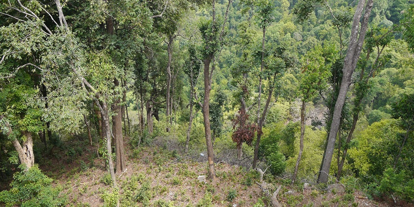 The Anshi National Park features diverse trees and plants, perfect for nature lovers.