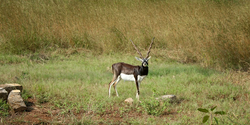 A serene view of Gir justifying the scenic location of Gir National Park in Gujarat.