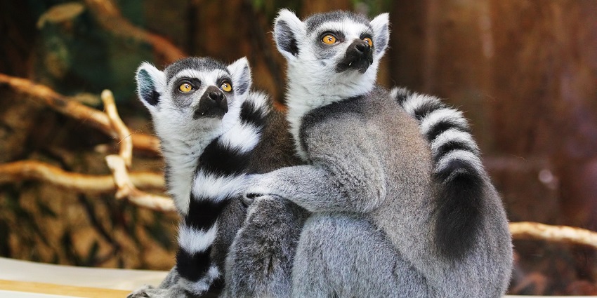 Two lemurs sitting on a tree branch, looking around in the Gwalior zoo with lush greenery behind.