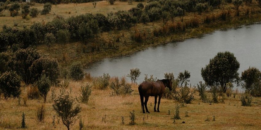 A horse standing in a field similar to the location of Rani Durgavati Wildlife Sanctuary