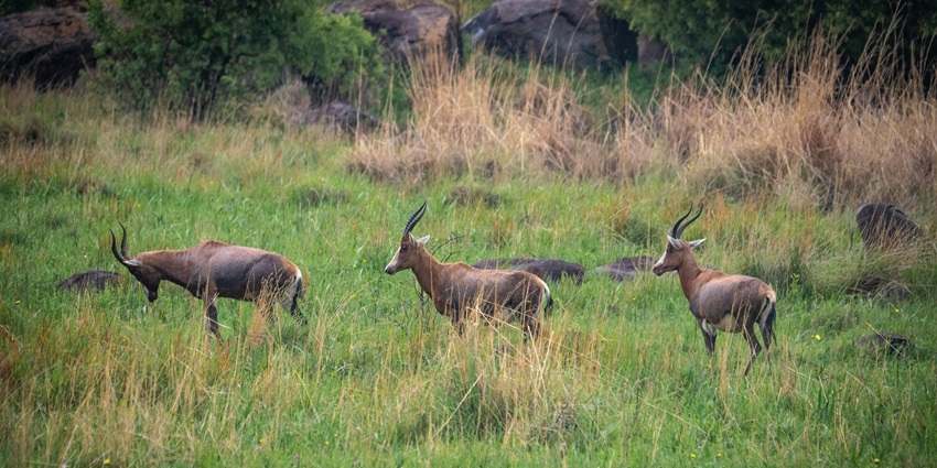 An image of bucks grazing peacefully in a green field under a clear sky in a national park