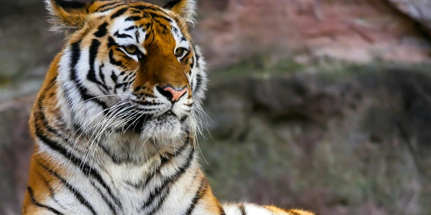 A fascinating view of a brown and black tiger sitting on a wooden lodge during the day.