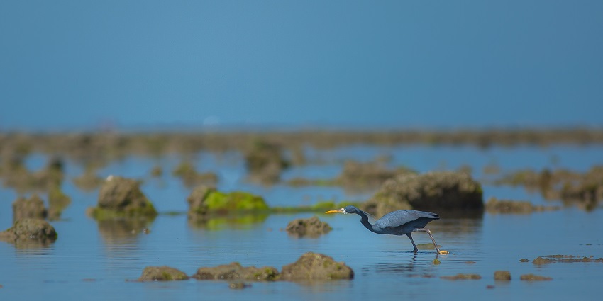 A serene view of a bird justifying the scenic location of the Narara Marine National Park.