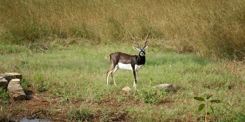 A view of scenic surroundings justifying the serene location of Devaliya National Park.
