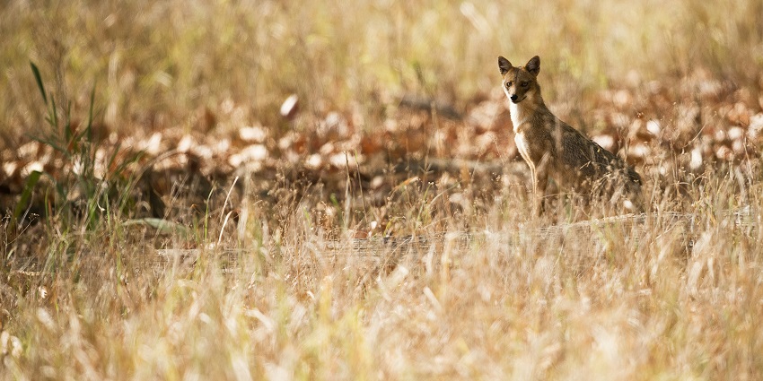 A scenic landscape justifying the serene location of Jambughoda Wildlife Sanctuary.
