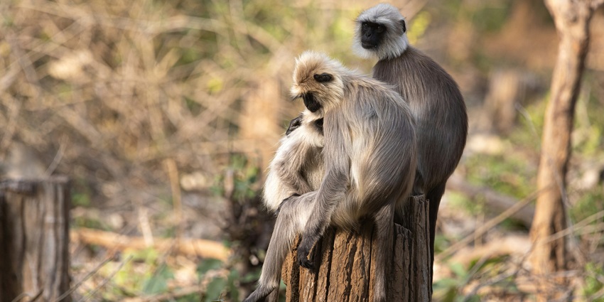 Image of family of Langurs sitting on a tree stump - explore Kabini Wildlife