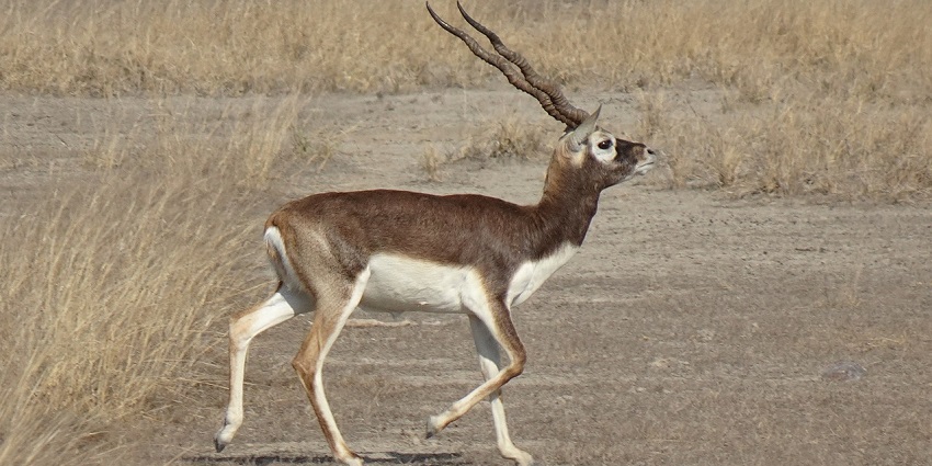 A majestic blackbuck, native to Ghatigaon Wildlife Sanctuary, standing alert in the grasslands