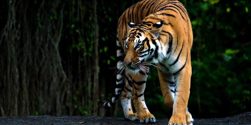 Bengal tiger walking in the wild, reflecting the predatory species once found at Karera Wildlife Sanctuary