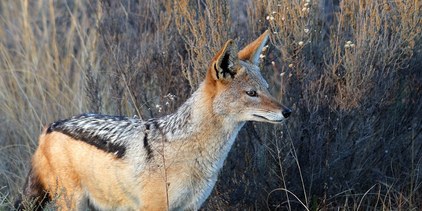 A jackal in its natural habitat, representing the diverse fauna
