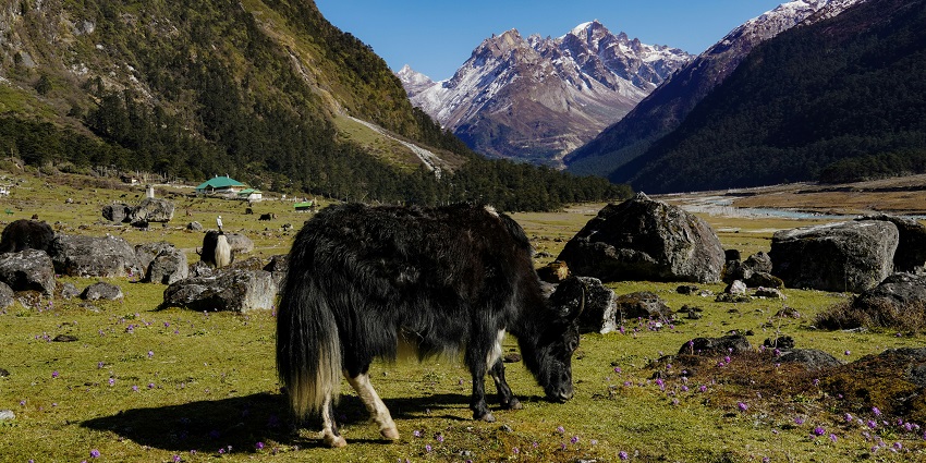 A breathtaking view of a black and white animal grazing on a lush green grassland.