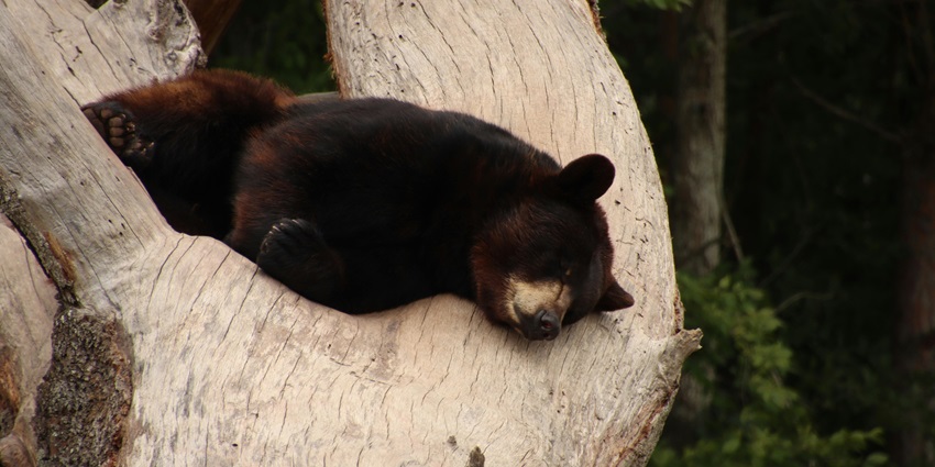 A mind-blowing view of a black bear sleeping on a tree trunk during the daytime.