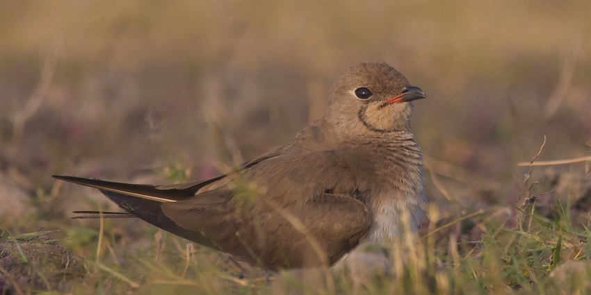 Collared Pratincole spotted at Nalsarovar National Park, perched near the water's edge.