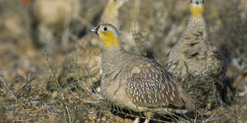beautiful snap of the rare Crowned Sandgrouse bird in its natural habitat of Wildlife