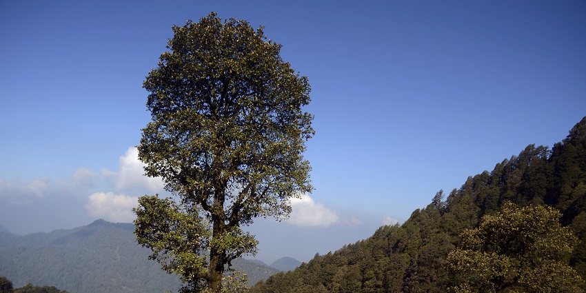 Panoramic snapshot of the idyllic Rampara Wildlife Sanctuary in the state of Gujarat