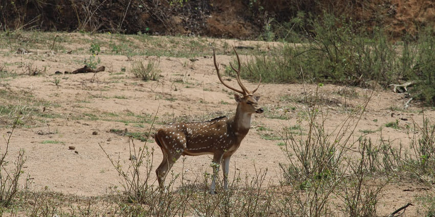 Distant view of a deer at Sitanadi Wildlife sanctuary, standing amidst golden meadows