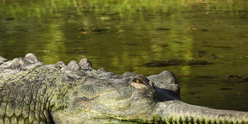 Crocodile in the water of the zoo in panchkula–A scenic snapshot of the Crocodile of fresh water