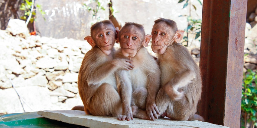 Ngengpui Wildlife Sanctuary lies in the southeastern part of the state of Mizoram.