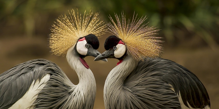 Valmiki National Park, a prominent site, is in the West Champaran district of Bihar.